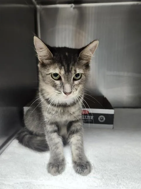 A young medium-sized female Domestic Short Hair cat named Mitsy for adoption in Newton, NC