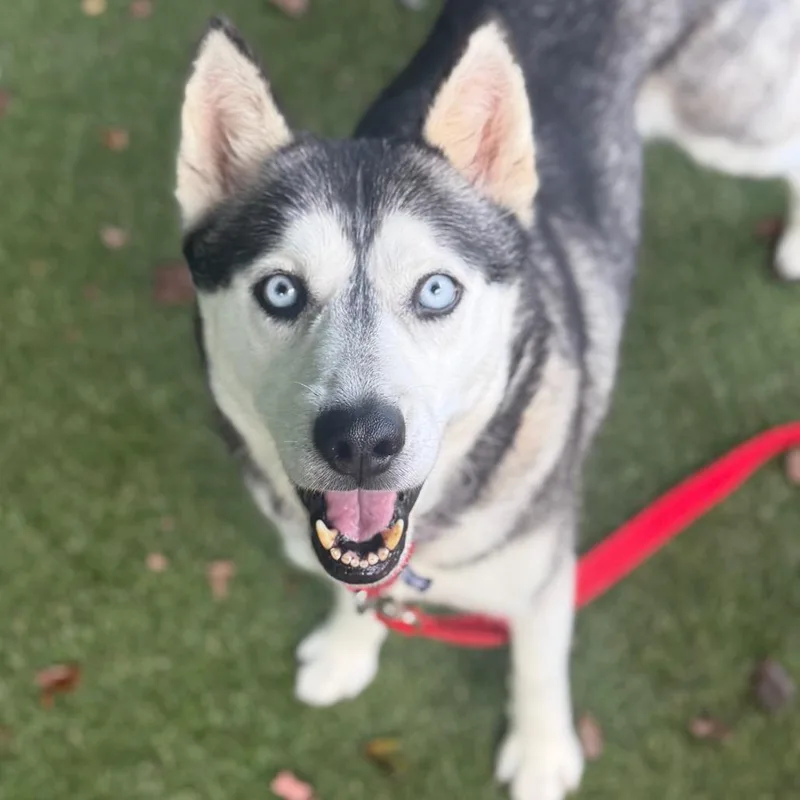 Luna