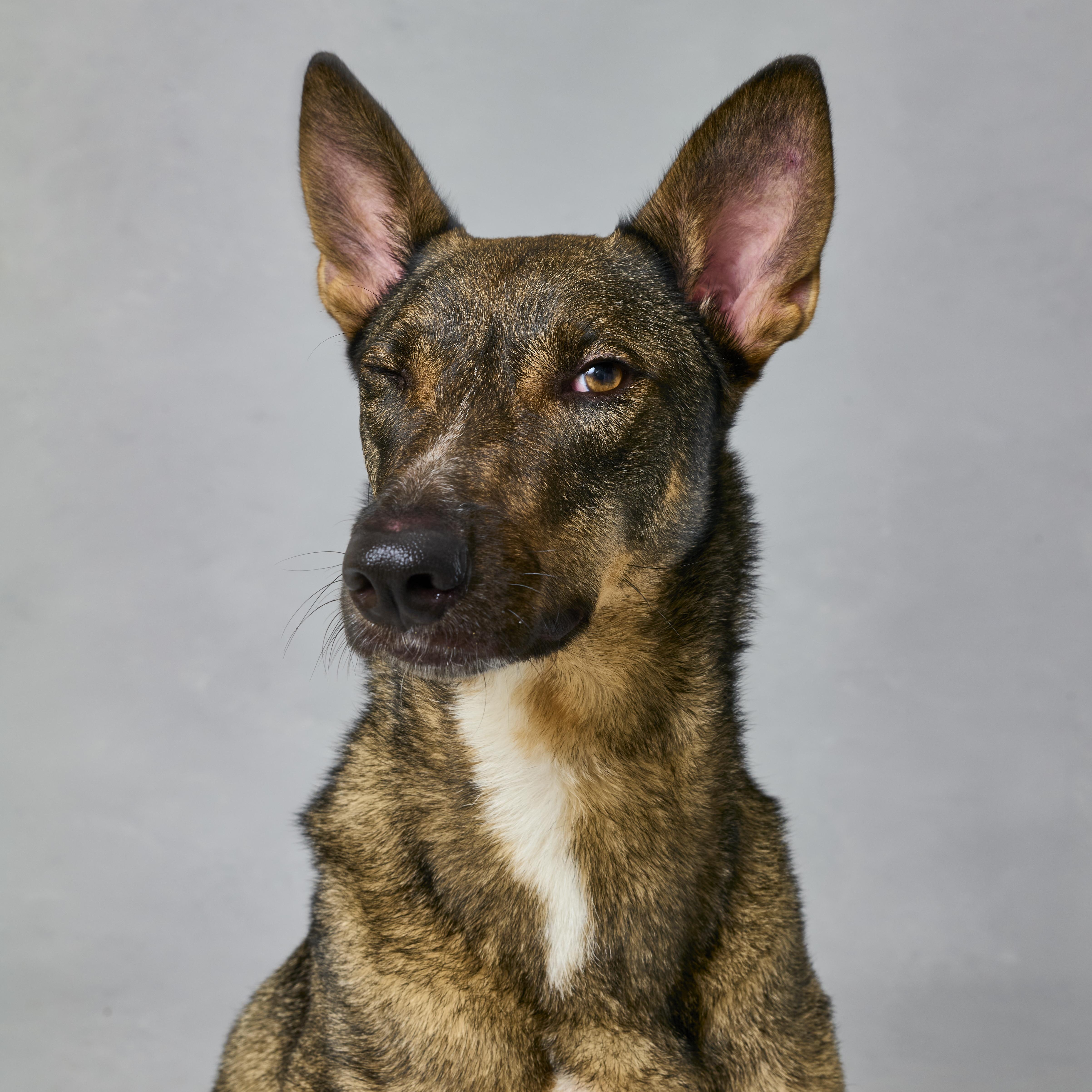 An adult large-sized male Tricolor (Brown, Black, & White) Shepherd dog named Kobe for adoption in New York, NY