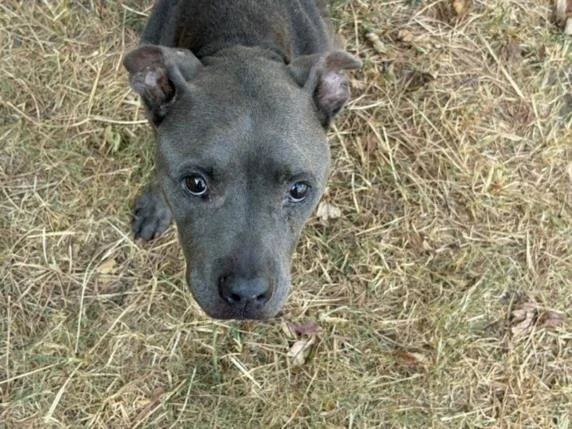 An adult medium-sized female Pit Bull Terrier dog named Angel Cake for adoption in Tulsa, OK