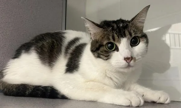 A young medium-sized female Domestic Short Hair cat named Spirit Love for adoption in Stratham, NH