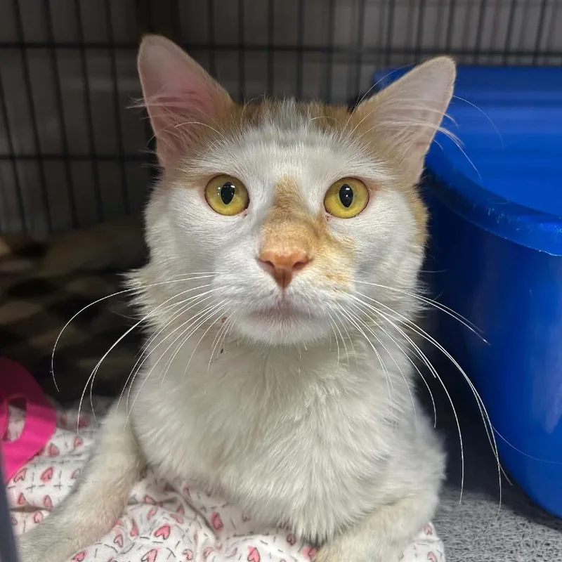 A young small-sized male White Domestic Medium Hair cat named Fitzgerald for adoption in Woodbury, NJ