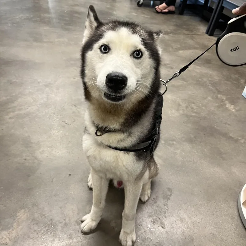 An adult medium-sized male Black Husky dog named Dyson for adoption in Tampa, FL