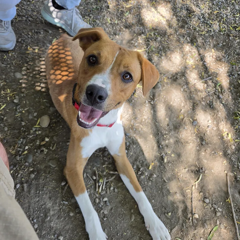 A young medium-sized male Brown / Chocolate Mixed Breed dog named Peanut Butter  Delta for adoption in Ridgway, CO