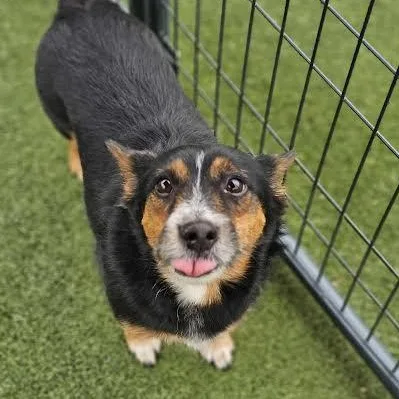 An adult medium-sized male Corgi dog named Trunks for adoption in Hopkinsville, KY
