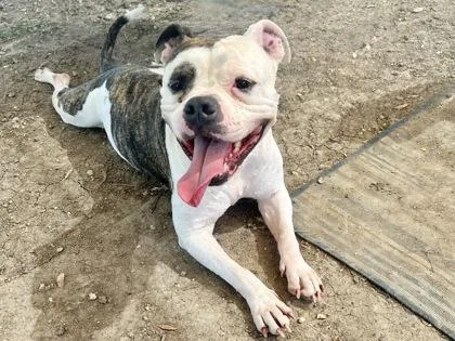 An adult medium-sized male White / Cream Mixed Breed dog named TJ Maxx for adoption in Georgetown, TX