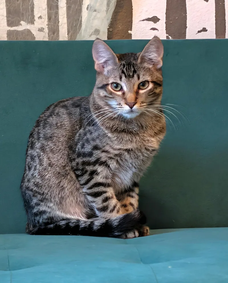 A baby medium-sized male Domestic Short Hair cat named Cricket for adoption in Beaverton, OR