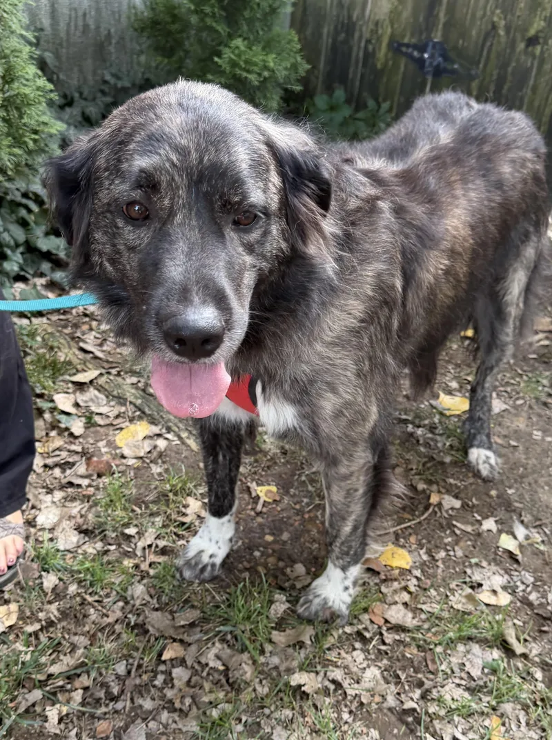 An adult large-sized female Great Pyrenees dog named Rubideauxnot in program for adoption in Hutchinson, KS