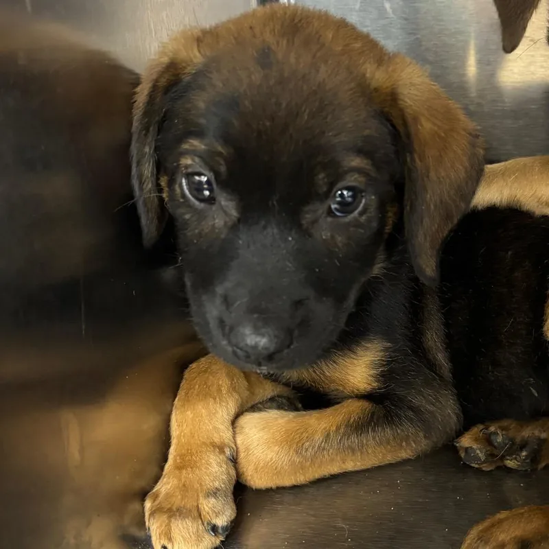 A baby small-sized male Brindle Mixed Breed dog named Tackle for adoption in Parrish, AL
