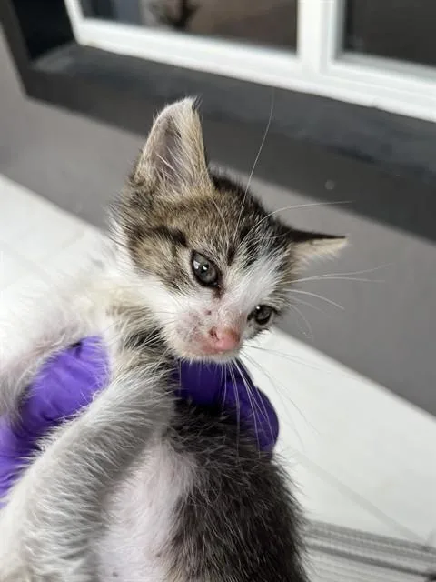 A baby small-sized female Domestic Long Hair cat named Luna for adoption in Miami, FL