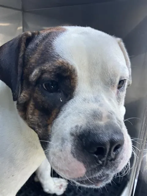 A young medium-sized male Mixed Breed dog named Scottie for adoption in Dallas, TX