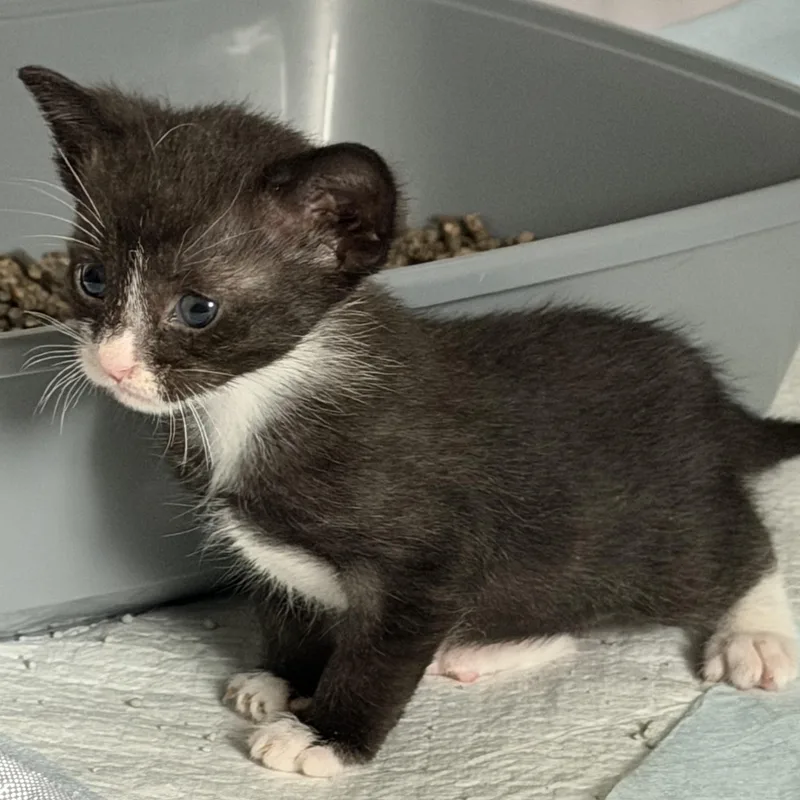A baby medium-sized male Black & White / Tuxedo Domestic Short Hair cat named Scrappy for adoption in Denver, CO