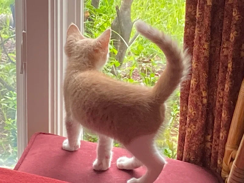 A baby medium-sized male Buff & White Domestic Short Hair cat named Paprikash for adoption in Ypsilanti, MI