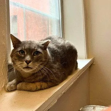 An adult medium-sized male Domestic Short Hair cat named Joey for adoption in Brooklyn, NY
