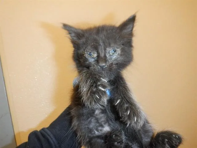 A baby small-sized female Domestic Short Hair cat named Toph for adoption in San Jose, CA