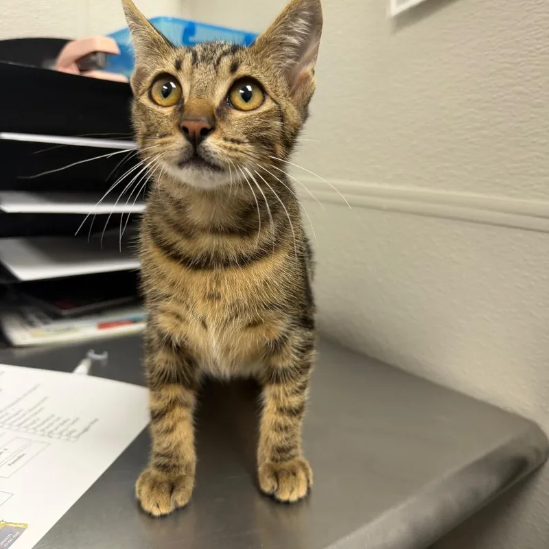 A baby small-sized male Black Domestic Short Hair cat named Coat Of Many Colors for adoption in Columbiana, AL