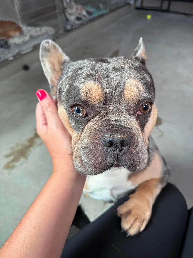 A young medium-sized male English Bulldog dog named Atari for adoption in Phoenix, AZ