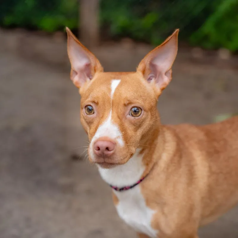 An adult small-sized female Terrier dog named Lisa for adoption in Gainesville, GA