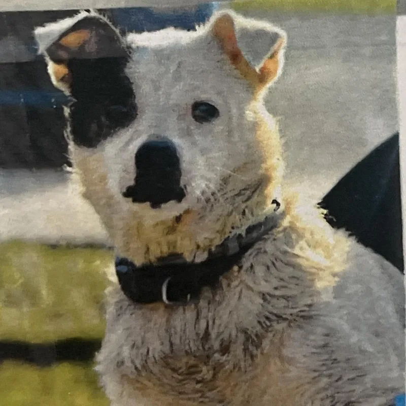 A senior medium-sized female White / Cream Mixed Breed dog named Pumby for adoption in West Palm Beach, FL
