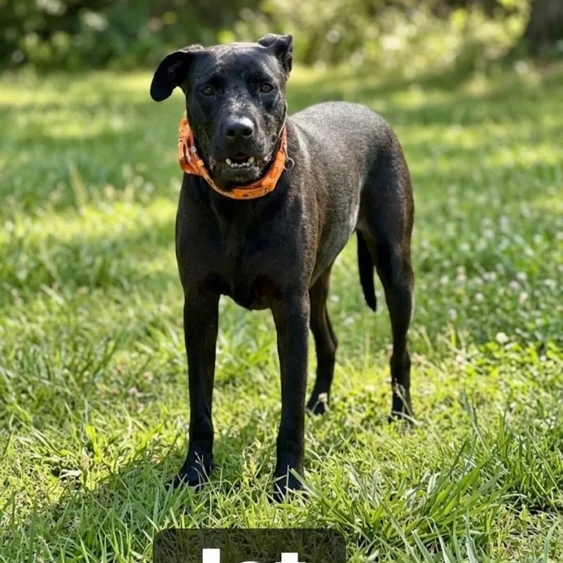 Jet