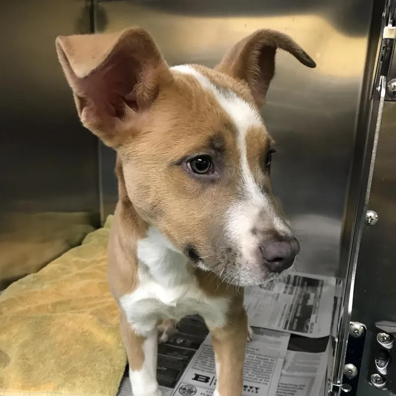 An adult medium-sized female Yellow / Tan / Blond / Fawn Mixed Breed dog named Freckles for adoption in Memphis, TN