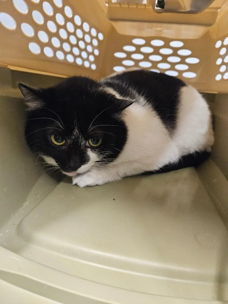 An adult medium-sized female Domestic Short Hair cat named Stormy for adoption in Bloomington, IN