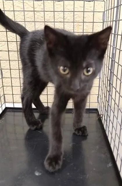 A baby small-sized male Domestic Short Hair cat named Winston for adoption in Fort Myers, FL