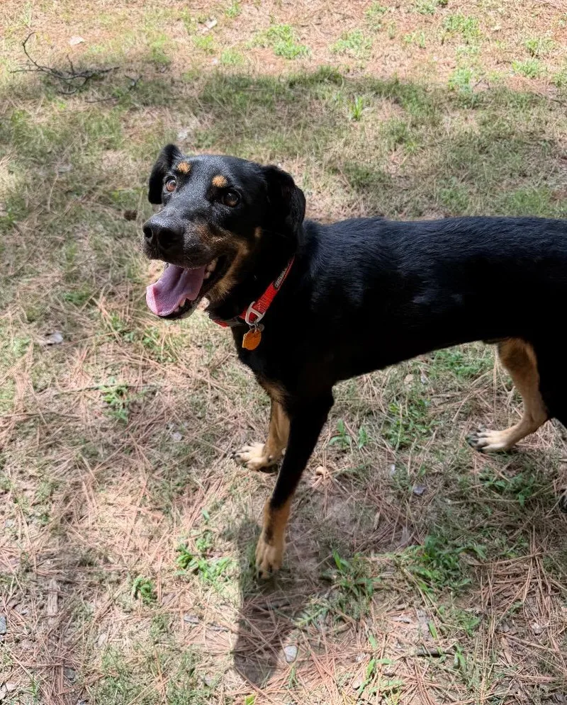 An adult medium-sized male Catahoula Leopard Dog dog named Boone for adoption in Little Rock, AR