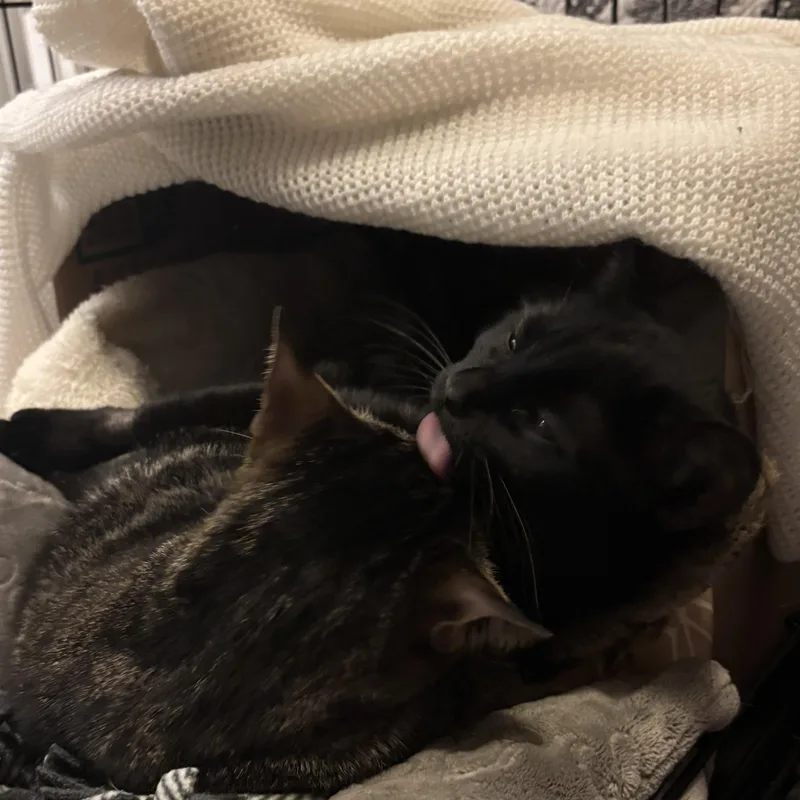 Speedy & Flipper thumbnail 2