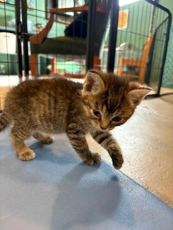 A young small-sized female Tabby (Brown / Chocolate) Domestic Short Hair cat named Bessie for adoption in Cincinnati, OH