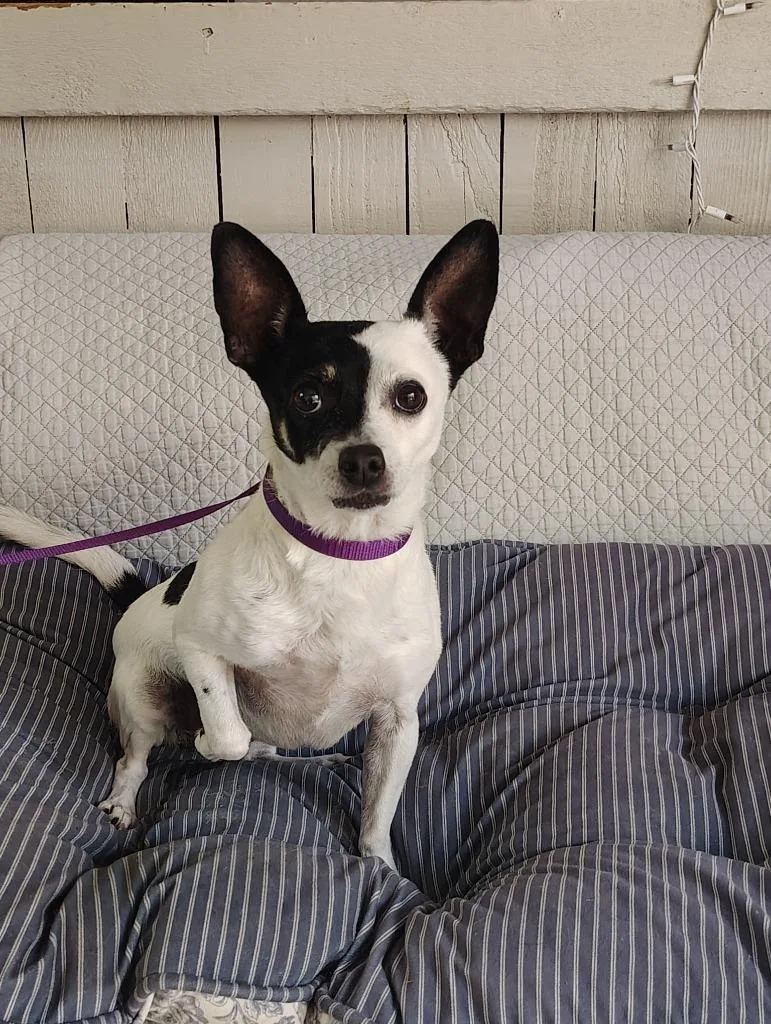 A senior small-sized female Rat Terrier dog named Tera for adoption in Fort Worth, TX