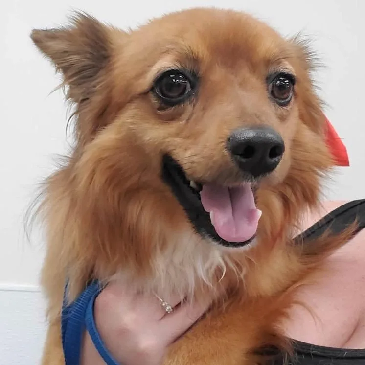 Small Fry thumbnail 3