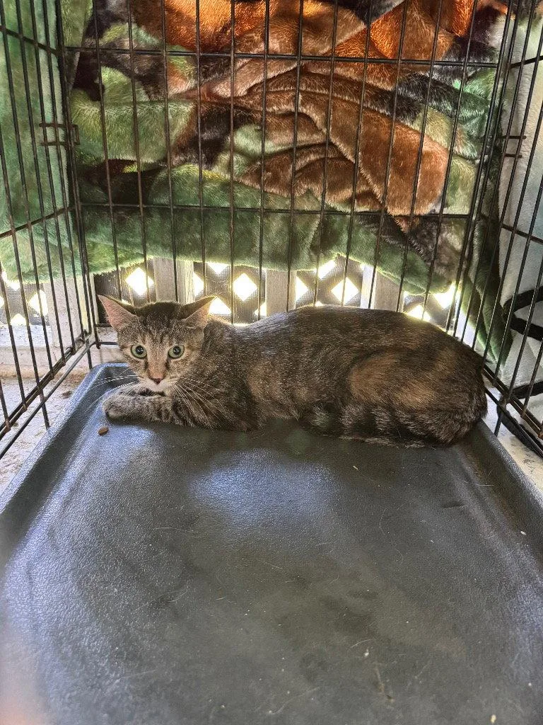 An adult medium-sized female Domestic Short Hair cat named Spree for adoption in Cromwell, KY