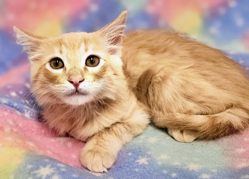 A baby medium-sized male Tabby (Orange / Red) Domestic Short Hair cat named Donnie Rancho Cucamonga for adoption in Yorba Linda, CA