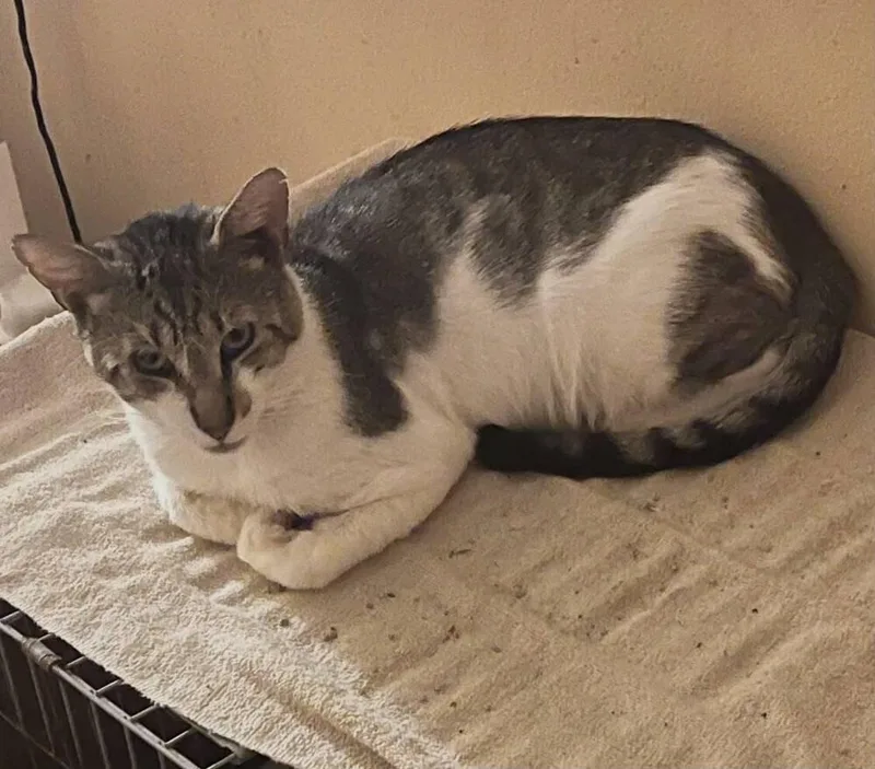 An adult medium-sized male Gray & White Domestic Short Hair cat named Shogun for adoption in Orlando, FL