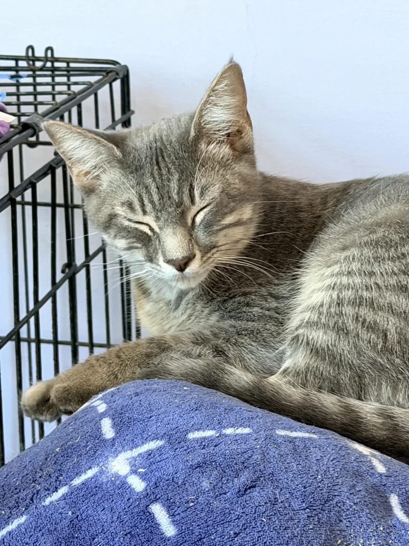A baby medium-sized male Tabby cat named Mac for adoption in Shrewsbury, MA