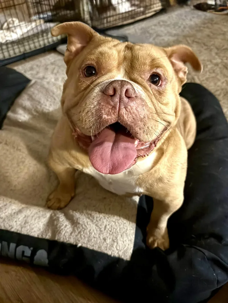 An adult medium-sized female Apricot / Beige American Bully dog named Chyna for adoption in Knoxville, TN
