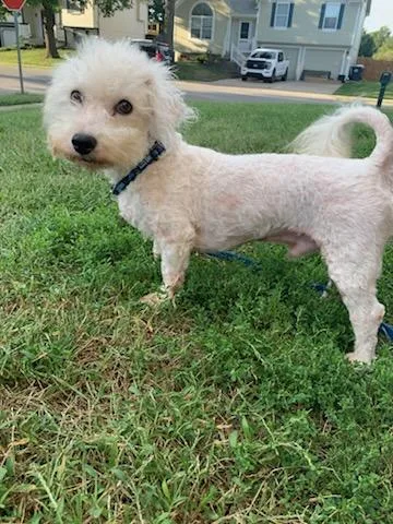 An adult small-sized male Bichon Frise dog named Michael Drummond for adoption in Blue Springs, MO