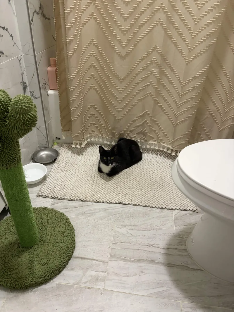 A young medium-sized female Black & White / Tuxedo Domestic Short Hair cat named Licorice for adoption in Weehawken, NJ