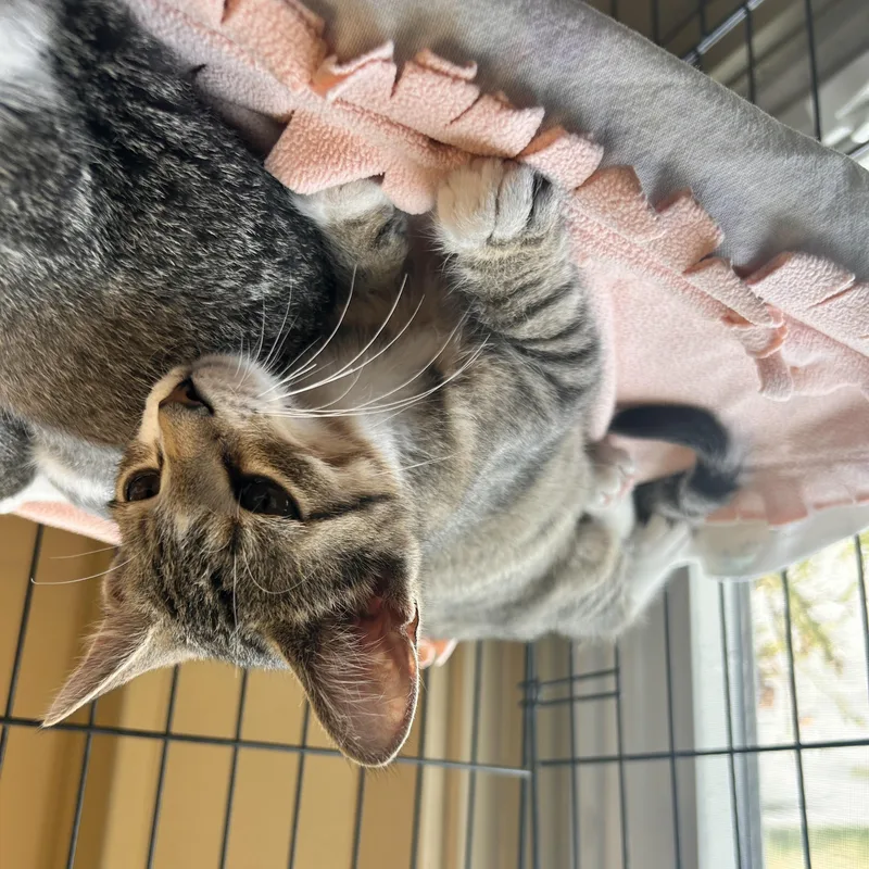 A baby small-sized female Tabby (Brown / Chocolate) Domestic Short Hair cat named Bacon for adoption in Myerstown, PA