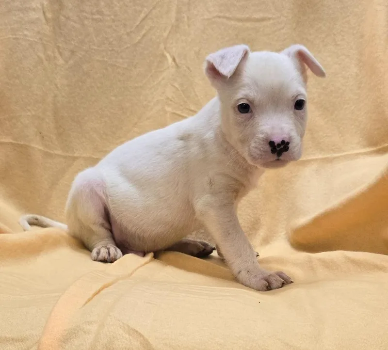 A baby medium-sized male Mixed Breed dog named Odin for adoption in Murphysboro, IL