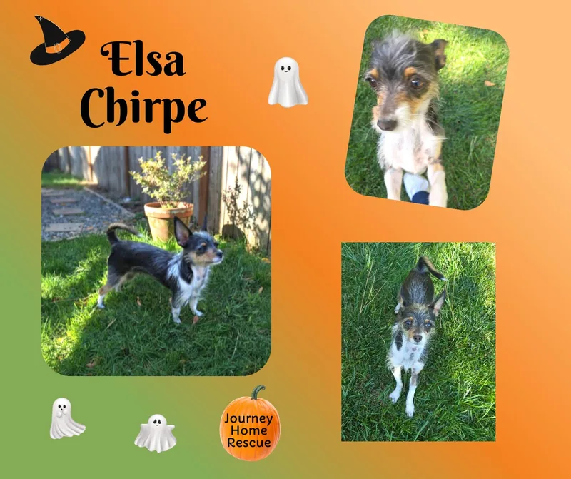 An adult small-sized female Tricolor (Brown, Black, & White) Chihuahua dog named Elsa Chirpe for adoption in East Wenatchee, WA
