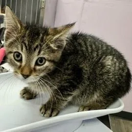 An adult extra large-sized male Brown / Chocolate Domestic Short Hair cat named Jerry for adoption in Grinnell, IA