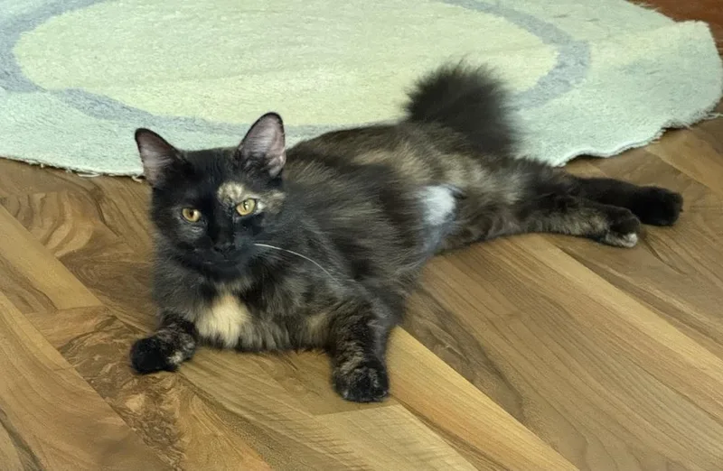 A young medium-sized female Domestic Long Hair cat named Goldie for adoption in Deltona, FL
