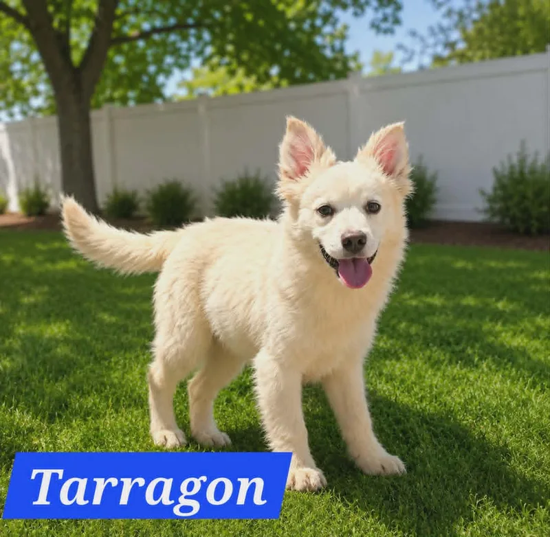 A baby medium-sized male Australian Shepherd dog named Tarragon for adoption in Minneapolis, MN