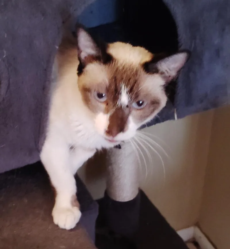 A senior medium-sized female Siamese cat named Angel for adoption in San Jacinto, CA