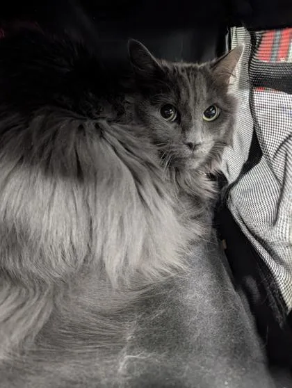 An adult small-sized female Domestic Long Hair cat named Missy for adoption in West Chester, PA