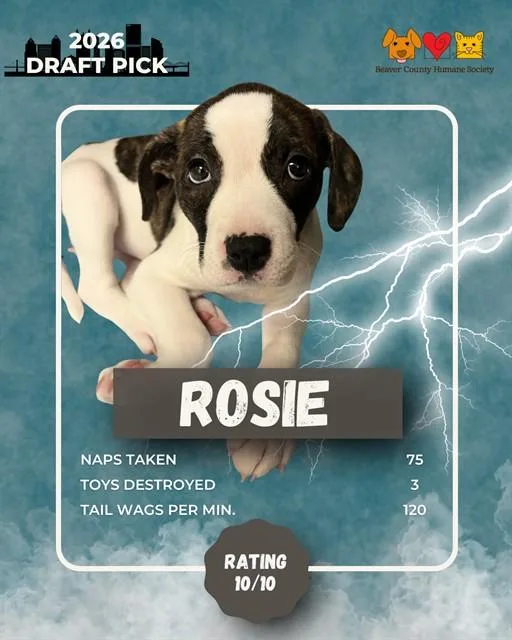 A baby small-sized female German Shepherd Dog dog named Rosie for adoption in Aliquippa, PA