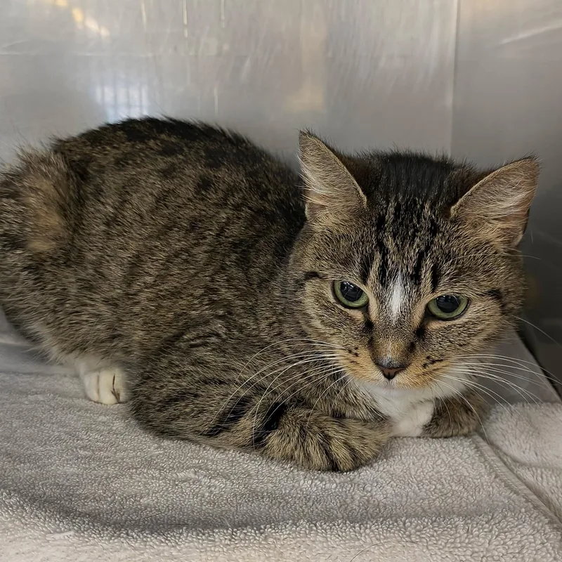 An adult medium-sized female Tabby (Brown / Chocolate) Domestic Short Hair cat named Bibble for adoption in Saint Marys, PA