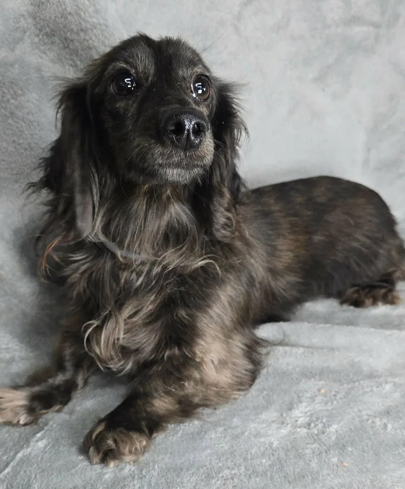 An adult small-sized female Brindle Dachshund (Miniature Long Haired) dog named Gaeta for adoption in Newport, TN